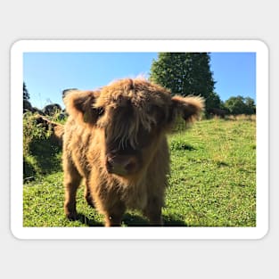 Scottish Highland Cattle Calf 1494 Sticker